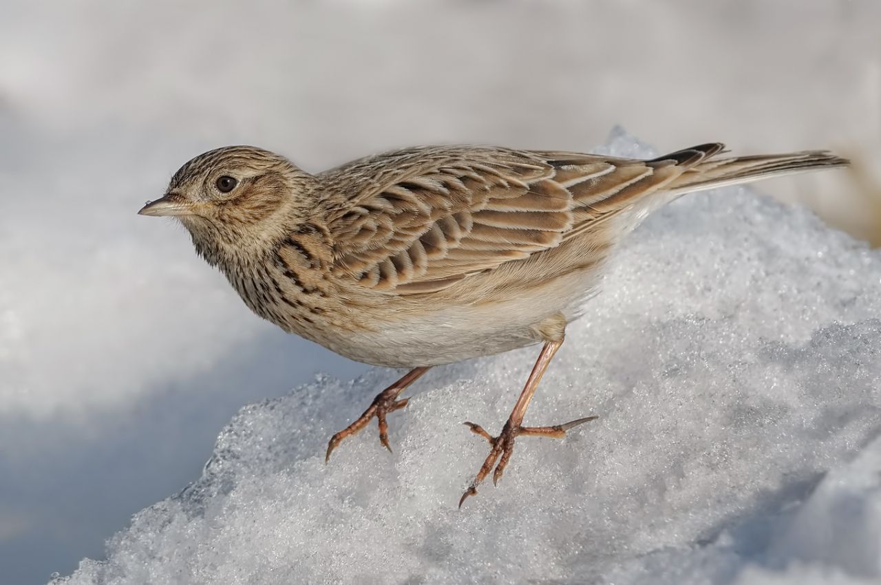 Allodola (Alauda arvensis)